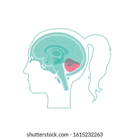 Vector isolated illustration of Cerebellum in woman head. Human brain components detailed anatomy. Medical infographics for poster, educational, science and medical use. Sagittal view of the brain