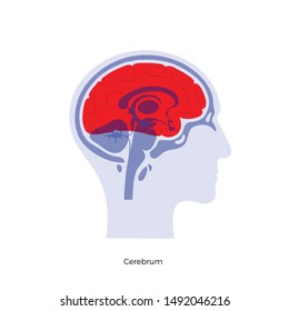 Vector isolated illustration of Cerebrum in man head. Human brain components detailed anatomy. Medical infographics for poster, educational, science and medical use. Sagittal view of the brain