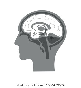 Vector isolated illustration of Cerebrum in man head. Human brain components detailed anatomy. Medical infographics for poster, educational, science and medical use. Sagittal view of the brain