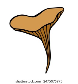 Vector isolated illustration of chanterelle mushroom on white background.