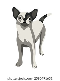 Vector isolated illustration of a chihuahua dog on a white background.