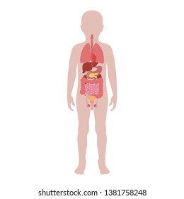  Vector isolated illustration of child internal organs in boy body. Stomach, liver, intestine, bladder, lung, testicle, spine, pancreas, kidney, heart, bladder icon. Donor medical poster 