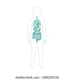  Vector isolated illustration of child internal organs in boy body. Stomach, liver, intestine, bladder, lung, testicle, spine, pancreas, kidney, heart, bladder icon. Donor medical poster 