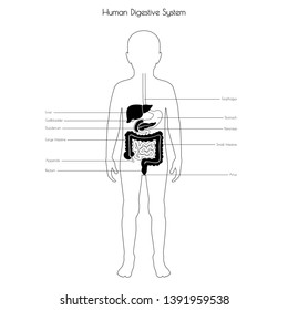  Vector isolated illustration of child internal organs in boy body. Stomach, liver, intestine, bladder, lung, testicle, spine, pancreas, kidney, heart, bladder icon. Donor medical poster 