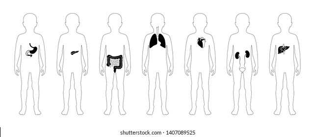 Vector isolated illustration of child internal organs in boy body. Stomach, liver, intestine, bladder, lung, testicle, spine, pancreas, kidney, heart, bladder icon. Donor medical poster 