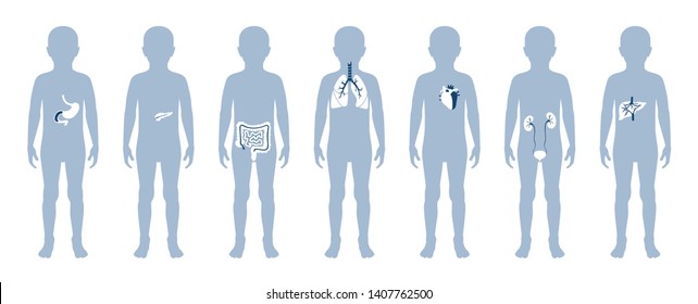  Vector isolated illustration of child internal organs in boy body. Stomach, liver, intestine, bladder, lung, testicle, spine, pancreas, kidney, heart, bladder icon. Donor medical poster 