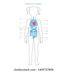 Vector isolated illustration of child internal organs in girl body. Stomach, liver, intestine, bladder, lung, testicle, uterus, spine, pancreas, kidney, heart, bladder icon. Donor medical poster 