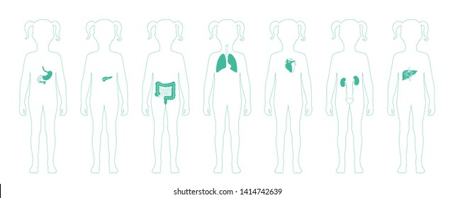 Vector isolated illustration of child internal organs in girl body. Stomach, liver, intestine, bladder, lung, testicle, uterus, spine, pancreas, kidney, heart, bladder icon. Donor medical poster 