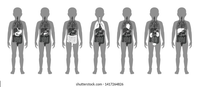  Vector isolated illustration of child internal organs in boy body. Stomach, liver, intestine, bladder, lung,  spine, pancreas, kidney, heart, bladder icon. Donor medical poster 