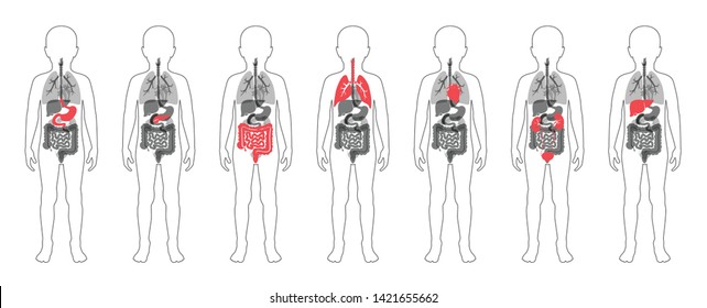  Vector isolated illustration of child internal organs in boy body. Stomach, liver, intestine, bladder, lung,  spine, pancreas, kidney, heart, bladder icon. Donor medical poster 