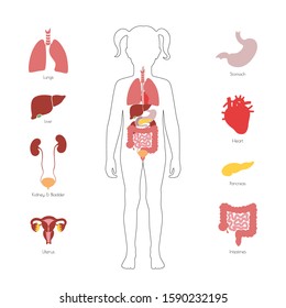 Vector isolated illustration of child internal organs in girl body. Stomach, liver, intestine, bladder, lung, testicle, uterus, spine, pancreas, kidney, heart, bladder icon. Donor medical poster 