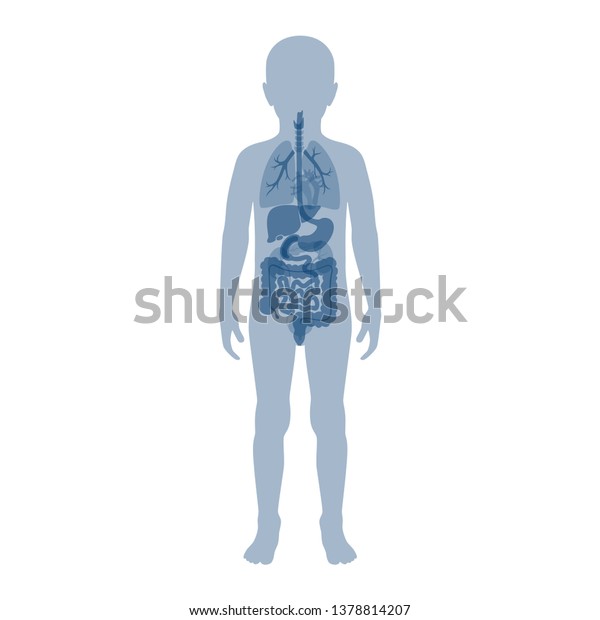 Vector Isolated Illustration Child Internal Organs Stock Vector ...