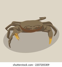 Vector isolated illustration of a crab.