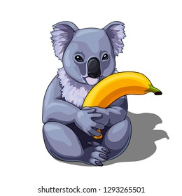 Vector isolated illustration of a cute coala holding banana