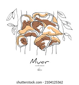 Vector isolated illustration with a drawing mushroom muer or Auricularia auricula judae, growing on trunk of a tree. The shape of mushroom is mushy, wavy. Concept of Asian food.