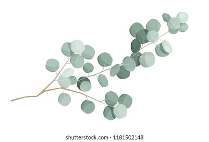 vector isolated illustration of a eucalyptus plant, a drawing of a eucalyptus branch on a white background