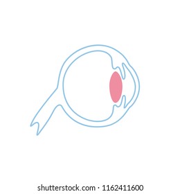 Vector Isolated Illustration Of Eye Anatomy. Human Ocular System Icon. Healthcare Medical Center, Surgery, Hospital, Clinic, Diagnostic Logo. Internal Donor Organ Symbol Poster Design. Donation