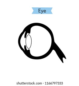 Vector Isolated Illustration Of Eye Anatomy. Human Ocular System Icon. Healthcare Medical Center, Surgery, Hospital, Clinic, Diagnostic Logo. Internal Donor Organ Symbol Poster Design. Donation