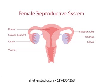 Vector isolated illustration of female reproductive system anatomy. Uterus, cervix, ovary, fallopian tube icon with captions. Infographic of internal organ anatomy. Medicine healthcare concept