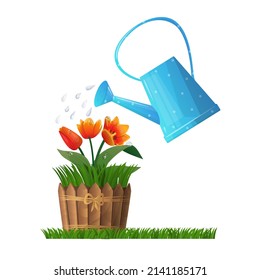 Vector isolated illustration flower bed with tulip flowers. Watering blue watering can. Concept spring, summer, season, gardening, romance. It can be used for design of postcards, in web design, etc.