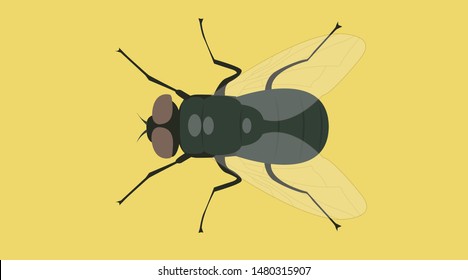 Vector Isolated Illustration of a Fly