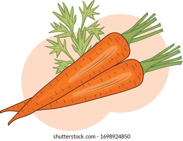 Vektorillustration einzeln auf frischem Gartenkarott auf weißem Hintergrund im Flachstil. Clipkunst von Karotten. Gemüsepflanze für Vegetarier.