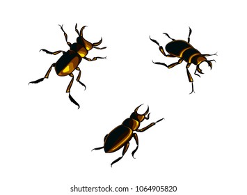 Vector isolated illustration of a golden brown scarab.