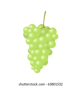 Vector isolated illustration of green grapes