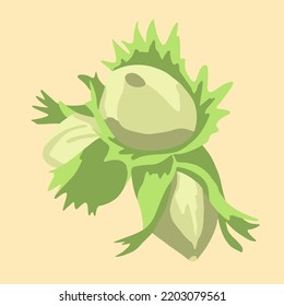 Vector isolated illustration of hazelnuts. Three nut hazels.