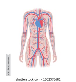 Vector isolated illustration of human arterial and venous circulatory system anatomy in woman silhouette. Blood vessels diagram. Medical infographics for poster, educational, science and medical use.