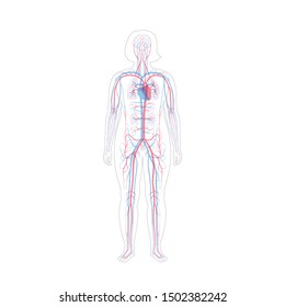 Vector isolated illustration of human arterial and venous circulatory system anatomy in obese woman silhouette. Blood vessels diagram. Medical infographics for poster, educational and medical use.