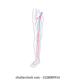 Vector isolated illustration of human arterial and venous circulatory system in leg anatomy. Blood vessels diagram. Medical infographics for poster, educational, science and medical use.