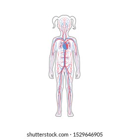 Vector isolated illustration of human arterial and venous circulatory system anatomy in girl silhouette. Blood vessels diagram. Medical infographics for poster, educational, science and medical use.