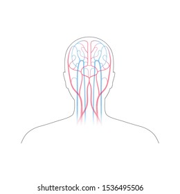 Vector isolated illustration of human arterial and venous circulatory system in head anatomy. Brain blood vessels diagram. Medical infographics for poster, educational, science and medical use.