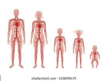 Vector isolated illustration of human arterial and venous circulatory system anatomy in man, woman, child silhouette. Blood vessels diagram. Medical infographics for poster, science and medical use.