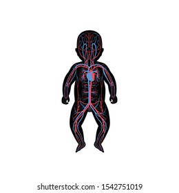 Vector isolated illustration of human arterial and venous circulatory system anatomy in baby silhouette. Blood vessels diagram. Medical infographics for poster, educational, science and medical use.
