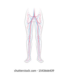 Vector isolated illustration of human arterial and venous circulatory system in leg anatomy. Blood vessels diagram. Medical infographics for poster, educational, science and medical use.