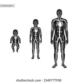 Vector isolated illustration of human arterial and venous circulatory system anatomy in man, boy, baby silhouette. Blood vessels diagram. Medical infographics for poster, medical use.