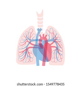 Vector isolated illustration of human arterial and venous circulatory system in lung anatomy. Blood vessels diagram. Medical infographics for poster, educational, science and medical use.