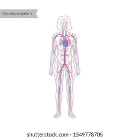 Vector isolated illustration of human arterial and venous circulatory system anatomy in woman silhouette. Blood vessels diagram. Medical infographics for poster, educational, science and medical use.