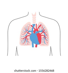 Vector isolated illustration of human arterial and venous circulatory system in lung anatomy. Blood vessels diagram. Medical infographics for poster, educational, science and medical use.