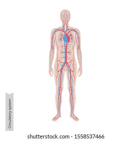 Vector isolated illustration of human arterial and venous circulatory system anatomy in man silhouette. Blood vessels diagram. Medical infographics for poster, educational, science and medical use.
