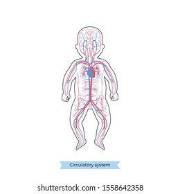 Ilustração isolada de vetor da anatomia do sistema circulatório venoso e arterial humano na silhueta do bebê. Diagrama dos vasos sanguíneos. Infográficos médicos para cartaz, uso educacional, científico e médico.