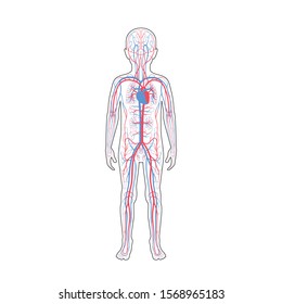 Vector isolated illustration of human arterial and venous circulatory system anatomy in boy silhouette. Blood vessels diagram. Medical infographics for poster, educational, science and medical use.