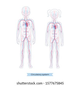 Vector isolated illustration of human arterial and venous circulatory system anatomy in boy and girl silhouette. Blood vessels diagram. Medical infographics for educational, science and medical use.