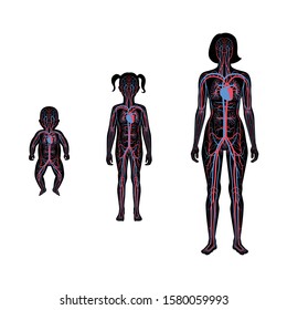 Vector isolated illustration of human arterial and venous circulatory system anatomy in woman, girl, baby silhouette. Blood vessels diagram. Medical infographics for poster,  medical use.