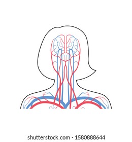 Vector isolated illustration of human arterial and venous circulatory system in head anatomy. Brain blood vessels diagram. Medical infographics for poster, educational, science and medical use.