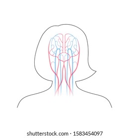 Vector isolated illustration of human arterial and venous circulatory system in head anatomy. Brain blood vessels diagram. Medical infographics for poster, educational, science and medical use.