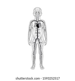 Ilustração isolada vetorial da anatomia do sistema circulatório venoso e arterial humano na silhueta do menino. Diagrama dos vasos sanguíneos. Infográficos médicos para cartaz, uso educacional, científico e médico.