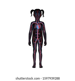 Vector isolated illustration of human arterial and venous circulatory system anatomy in girl silhouette. Blood vessels diagram. Medical infographics for poster, educational, science and medical use.